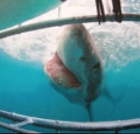 Südafrika – Shark-Diving