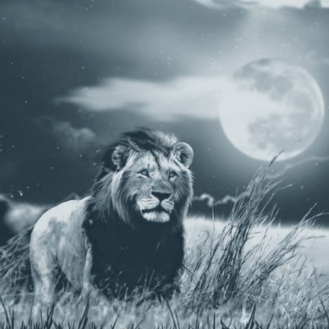 The lion sleeps NOT tonight