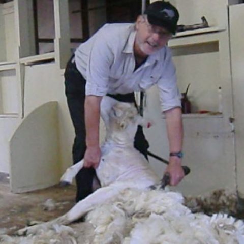 Neuseeland – Schafscheren ist ein Knochenjob!